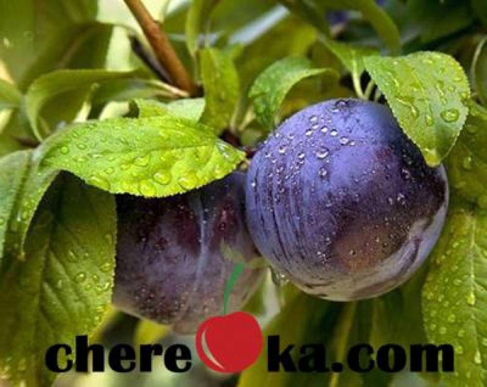 Сливо-Кайсиев Хибрид 7€