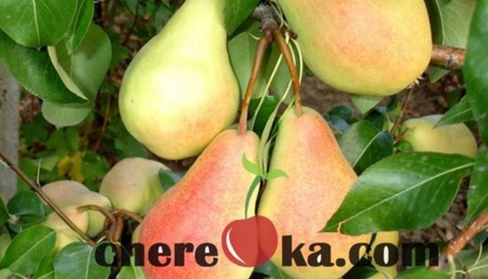 Круша Хардиева Масловка 7€