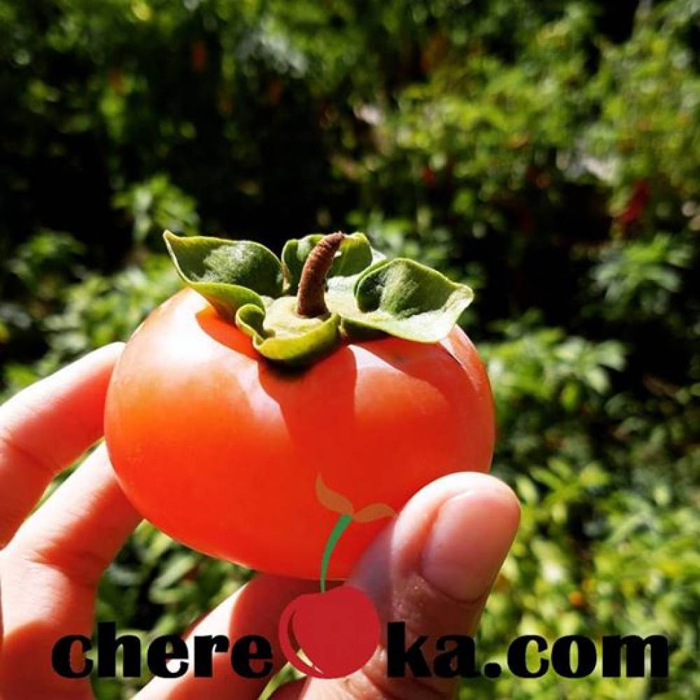 Райска Ябълка - Медовина 10€