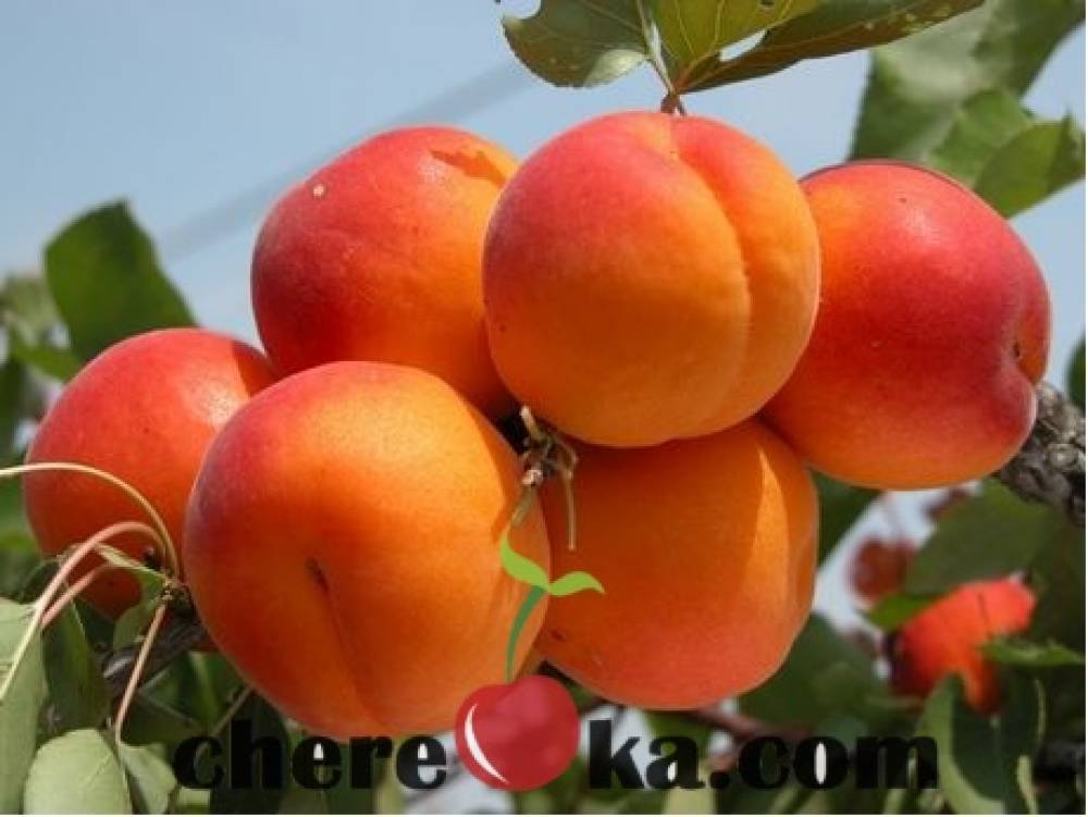 Унгарска Кайсия 7€